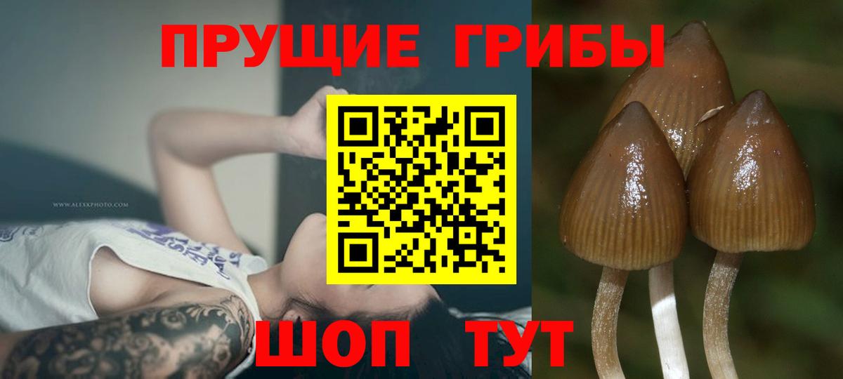Галлюциногенные грибы GOLDEN TEACHER Приморско-Ахтарск